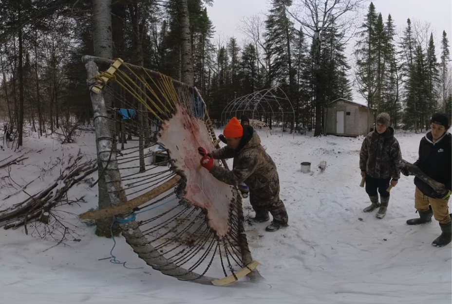 Scraping a Moosehide